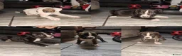 Mixed Breed dogs for sale: Mixed bred Staffordshire mix  in Letchworth Garden City - Advert 7