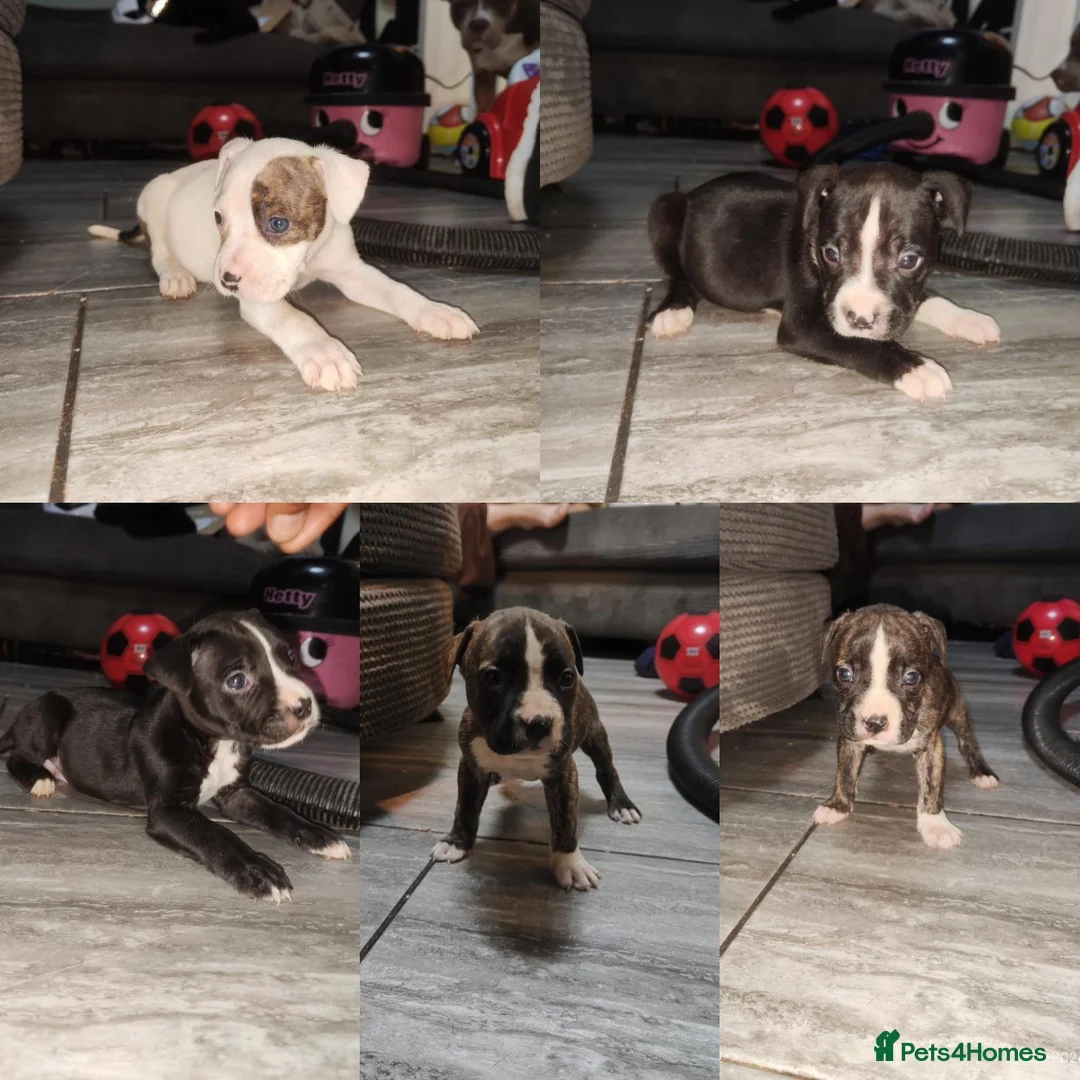 Mixed Breed dogs for sale: Mixed bred Staffordshire mix  in Letchworth Garden City - Advert 7