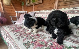 Bordoodle dogs for sale: Adorable Bordoodle (collie-poo) pups for sale  - Image 2