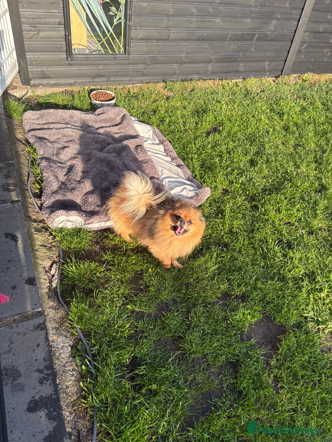 Pomeranian dogs for sale: 3 Year old male Pomeranian for sale  - Advert 2
