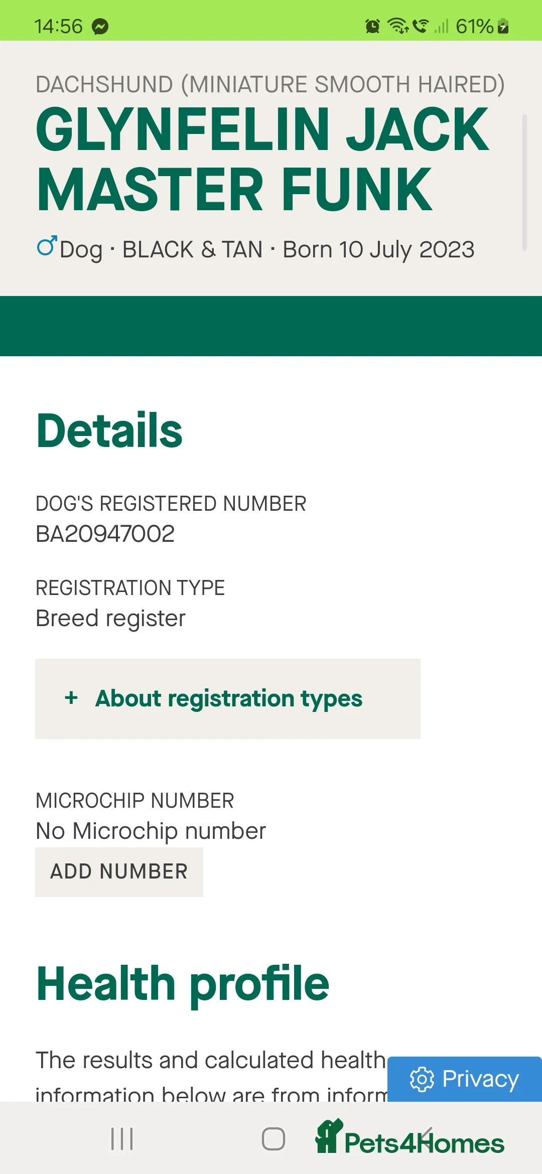 Miniature Dachshund dogs for stud: GLYNFELIN JACK MASTER FUNK miniature dachshund in Swansea - Advert 13