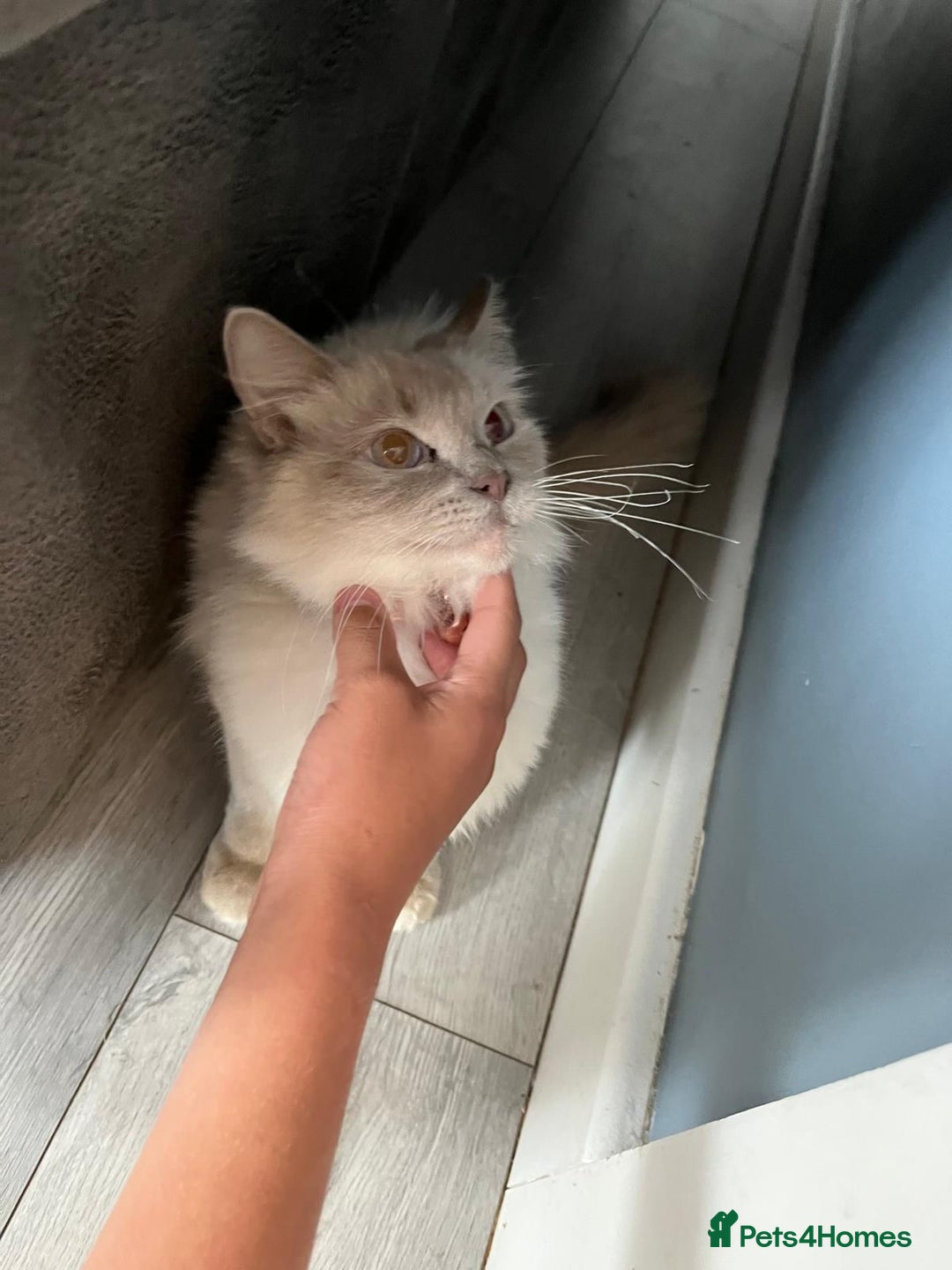Ragdoll cats for sale: Beautiful lilac ragdoll rehome  - Image 3