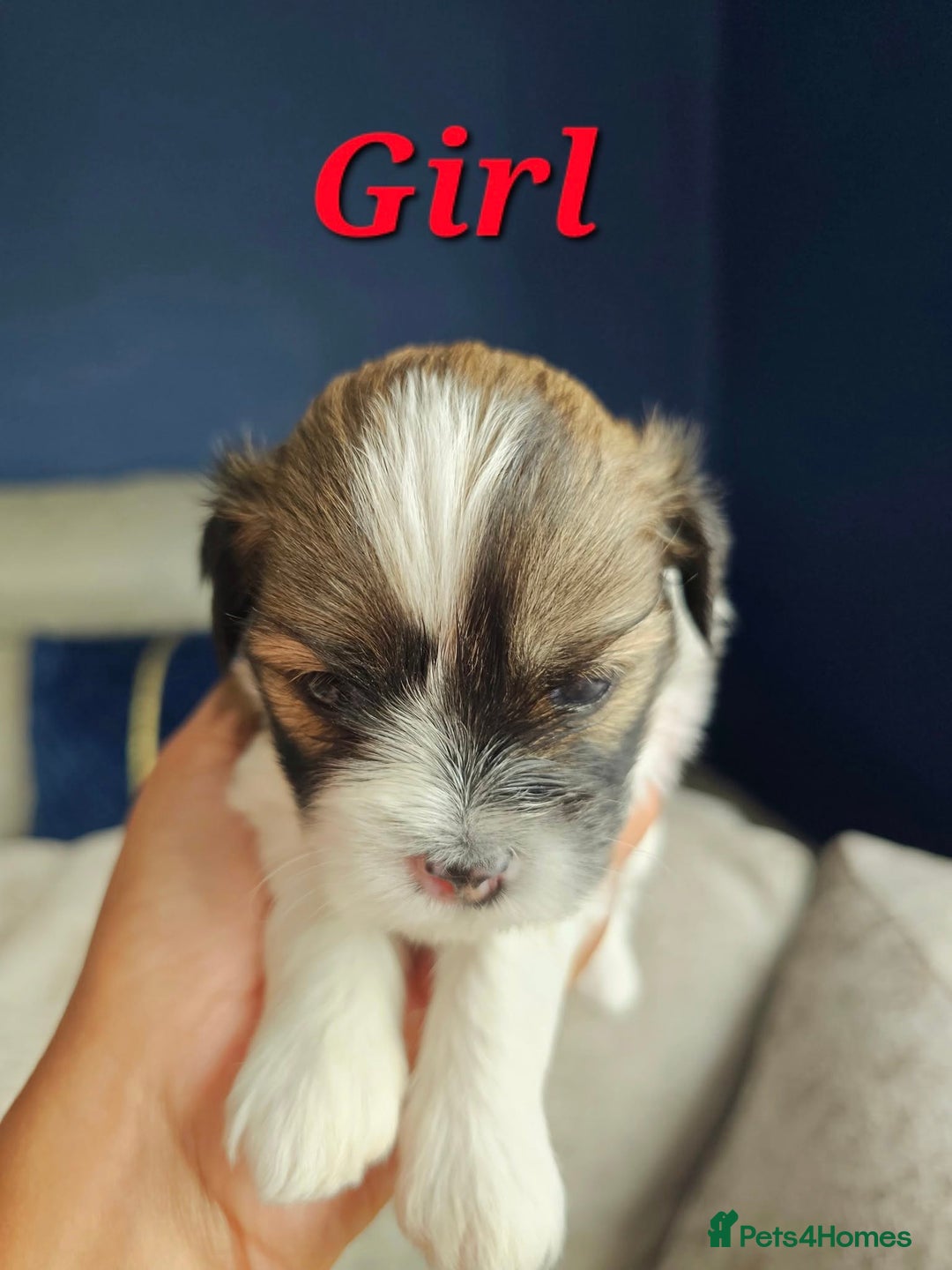 Lhasa Apso dogs for sale: Beauitiful Pure Breed Lhasa Apso - Image 10