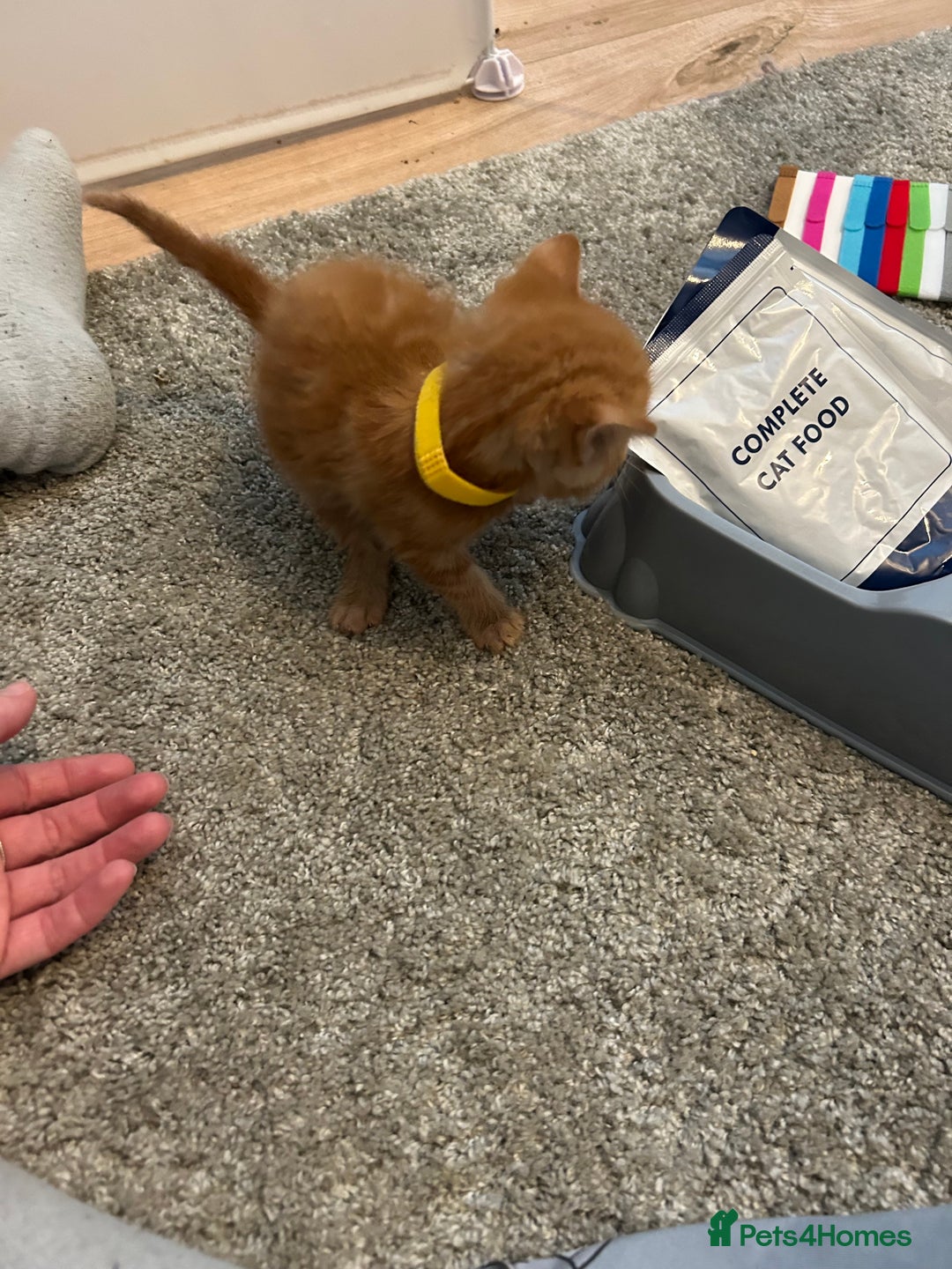 Mixed Breed cats for sale: Mixed breed Boys - Image 5