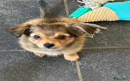 Mixed Breed dogs for sale: X2 Dauchshund/ Pomeranian pups - Image 10