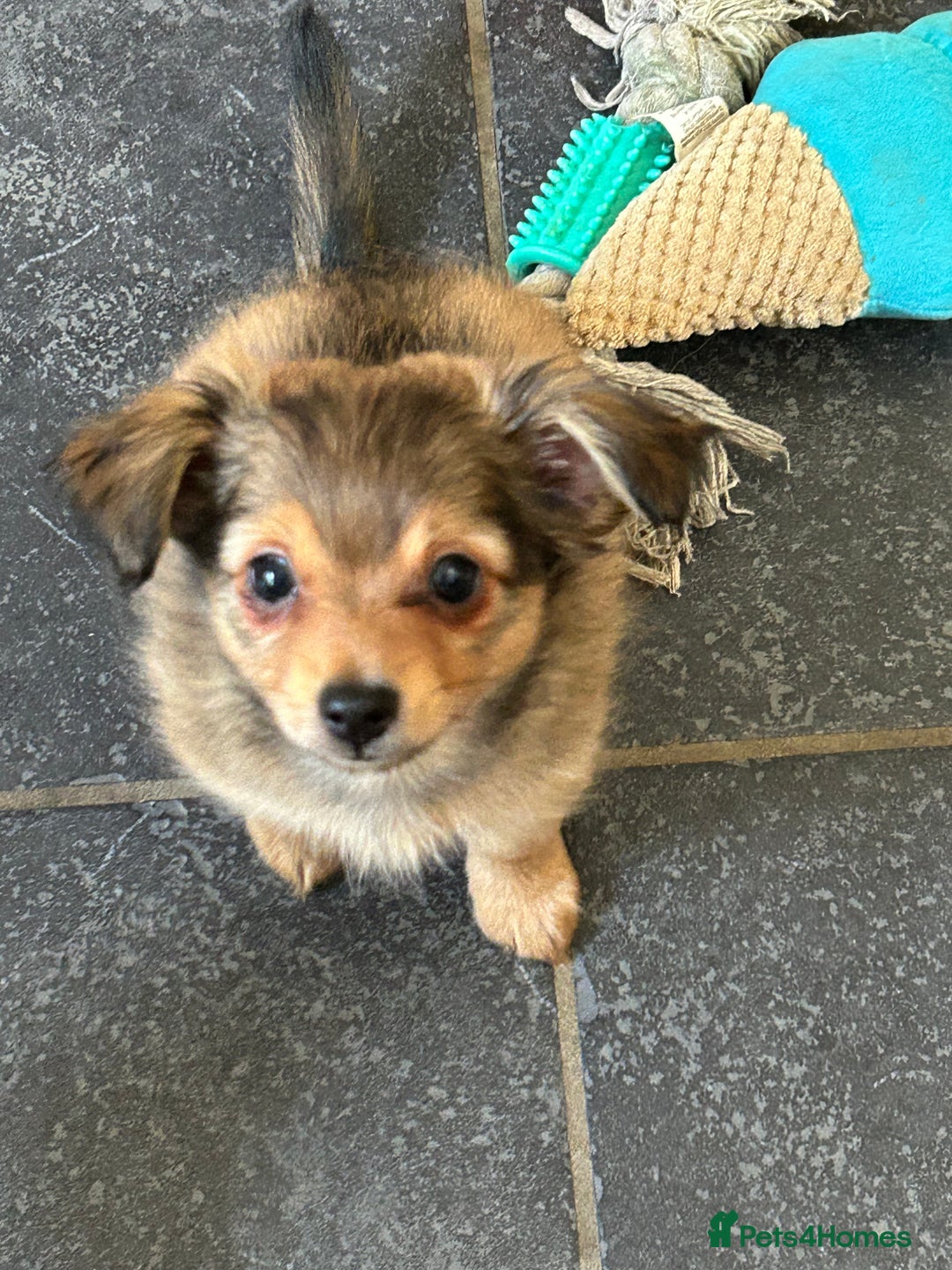 Mixed Breed dogs for sale: X2 Dauchshund/ Pomeranian pups - Image 10