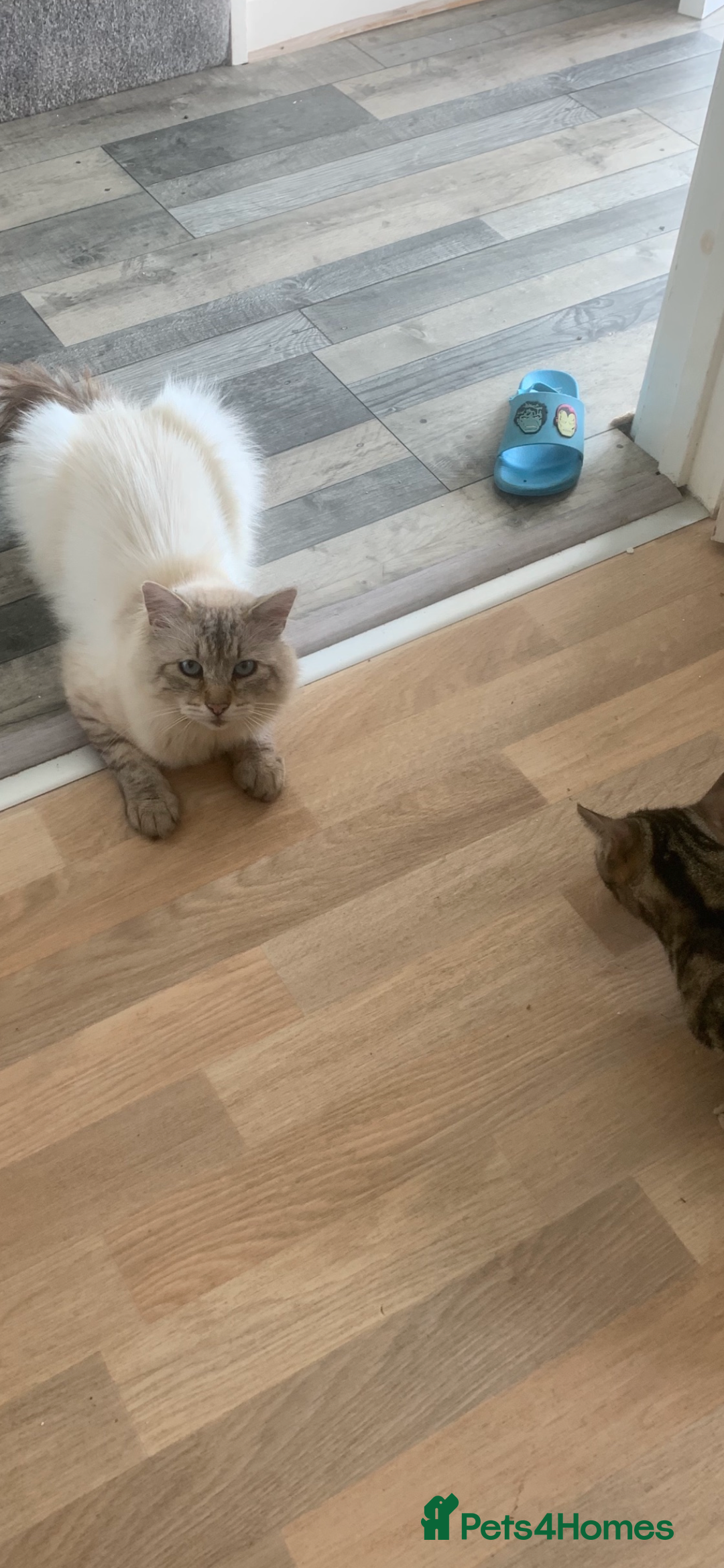 Mixed Breed cats for sale: Mixed breed ragdoll & tabby kittens - Image 23