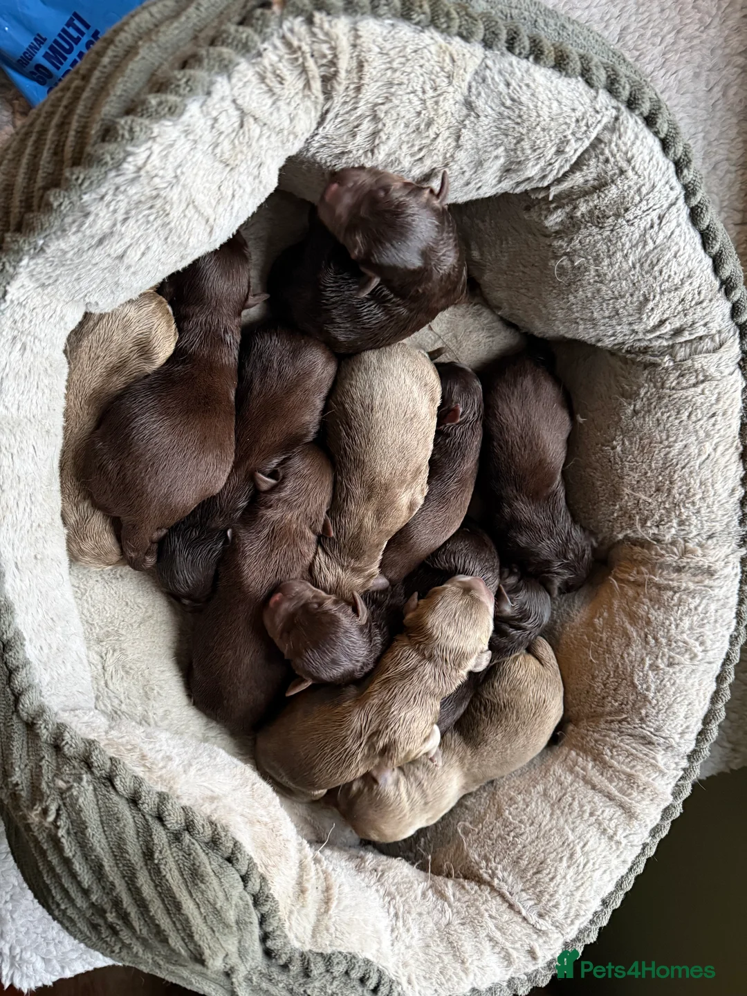 Labrador Retriever dogs for sale: Beautiful chocolate and Silver Labrador pups - Advert 6