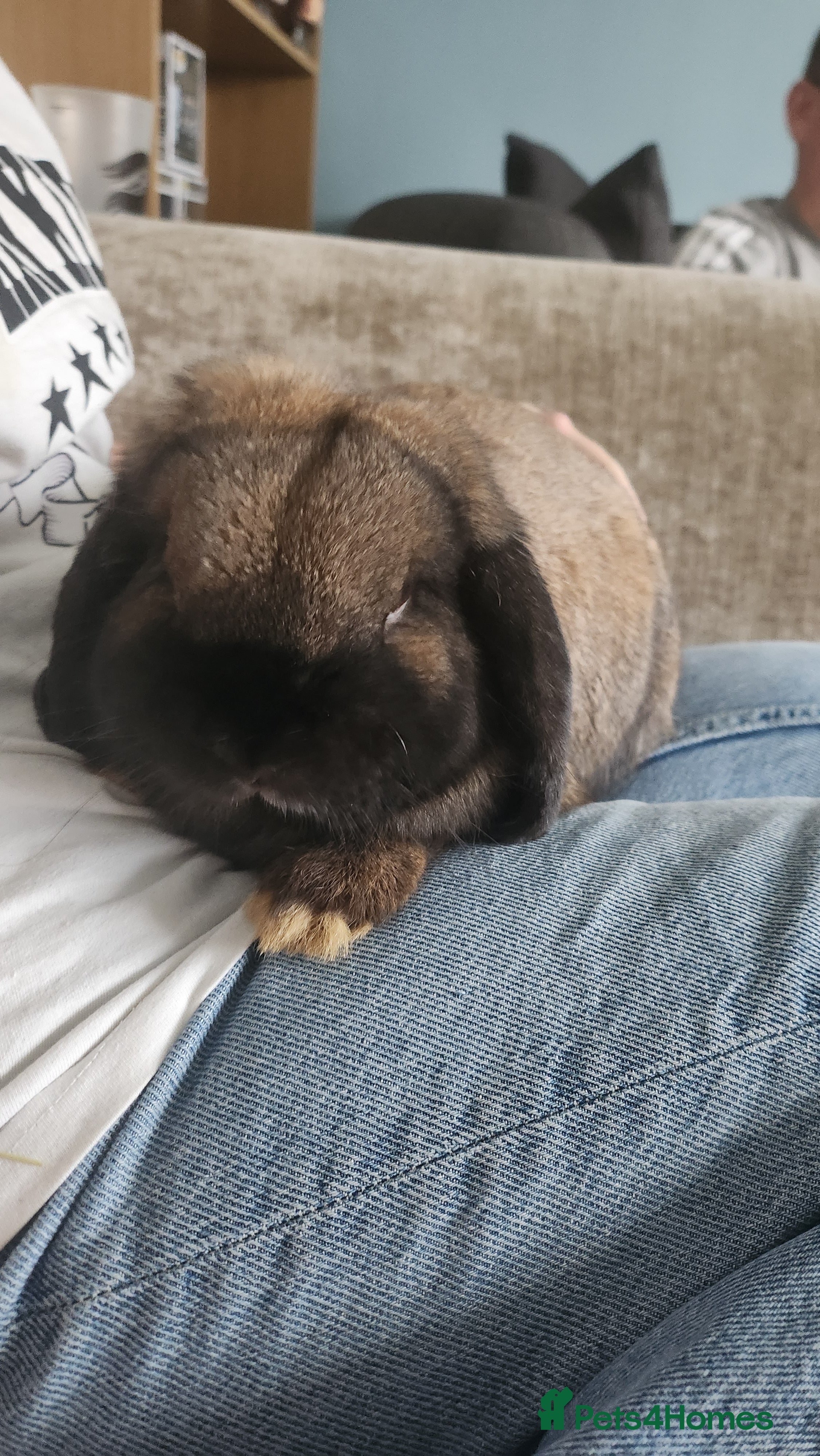 Mini Lop rabbits Male mini lop  - Advert 1