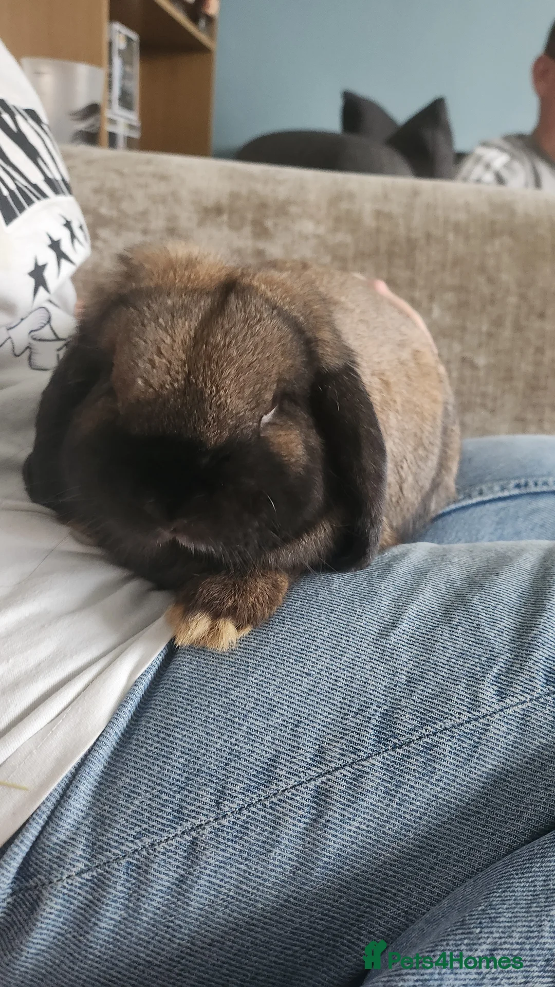 Mini Lop rabbits for sale: Male mini lop  - Advert 1