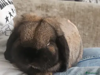 Mini Lop rabbits Male mini lop - Advert 1