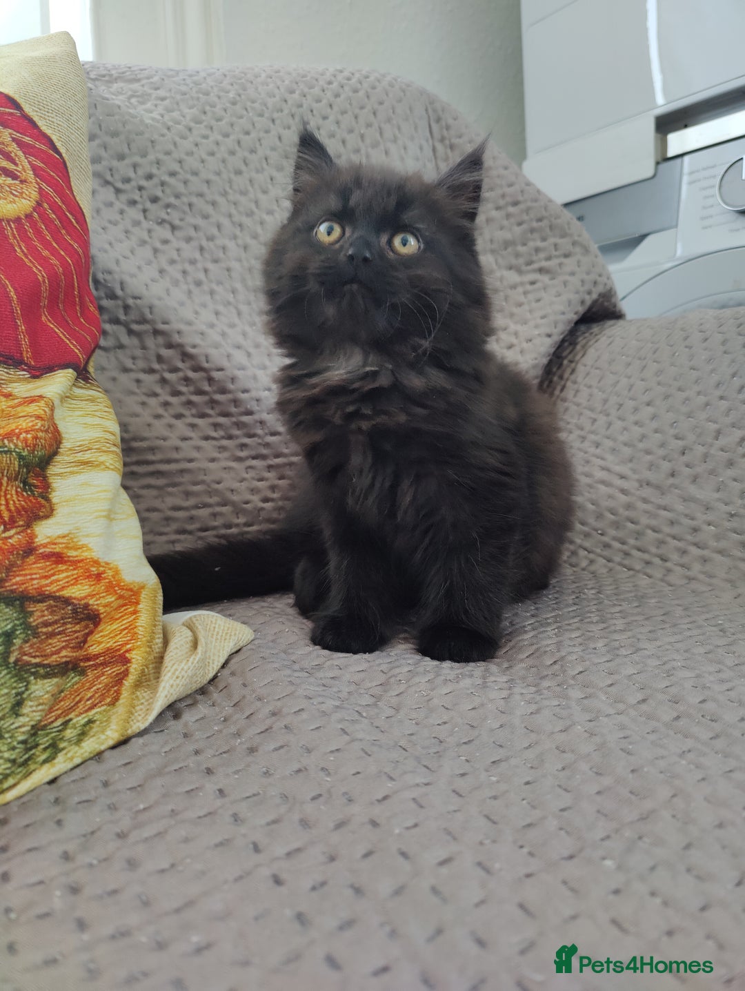 Mixed Breed cats for sale: Persian Mix kittens  - Advert 13