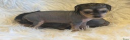Chinese Crested dogs for sale: KC Reg Chinese created puppies - Advert 22