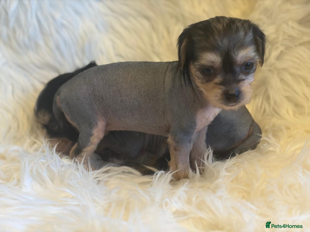 Chinese Crested dogs for sale: KC Reg Chinese created puppies - Advert 22