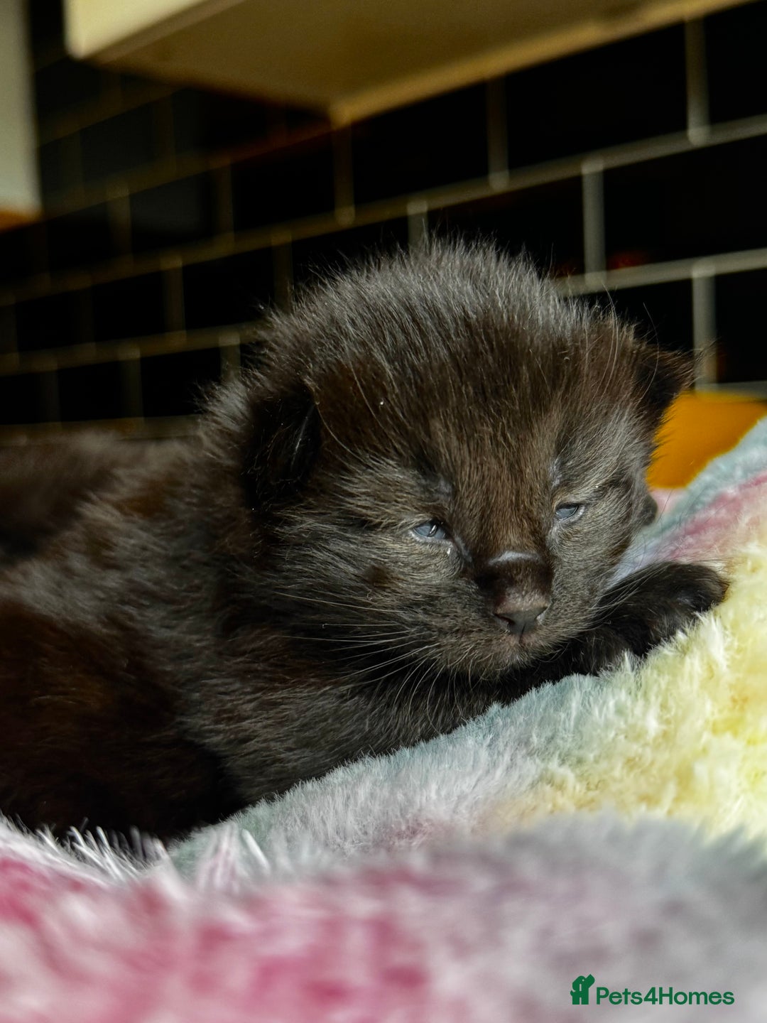 Ragcoon cats for sale: Ragcoon Kittens - Image 3
