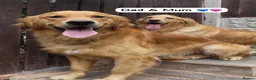 Golden Retriever dogs for sale: HEALTH TESTED PEDIGREE KC GOLDEN RETRIEVER PUPPIES - Advert 2