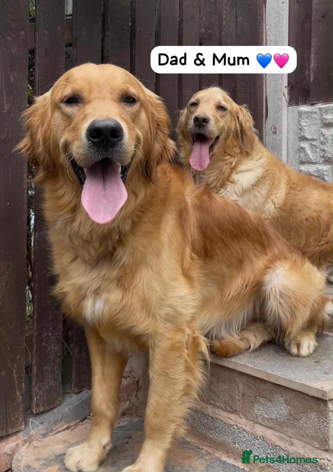 Golden Retriever dogs for sale: HEALTH TESTED PEDIGREE KC GOLDEN RETRIEVER PUPPIES - Advert 2