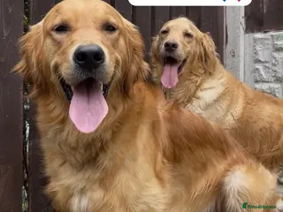Golden Retriever dogs HEALTH TESTED KC GOLDEN RETRIEVER PUPPIES - Advert 12
