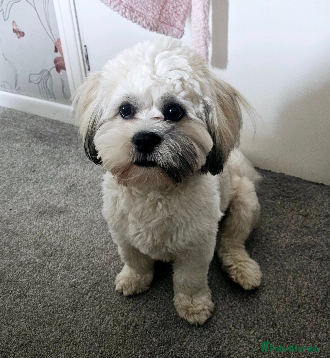 Lhasa Apso dogs for sale: Beauitiful Pure Breed Lhasa Apso - Image 12