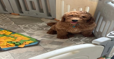 Goldendoodle dogs in Brough - Advert 1
