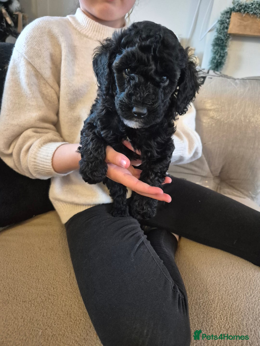 Miniature Poodle dogs for sale: All have been reserved! miniature poodle left - Advert 11