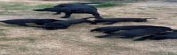 Labrador Retriever dogs for sale: Beautiful Black Labrador Puppies  - Advert 9