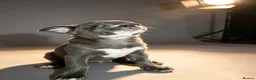 Chihuahua dogs for sale: Chihuahua puppies  - Advert 15