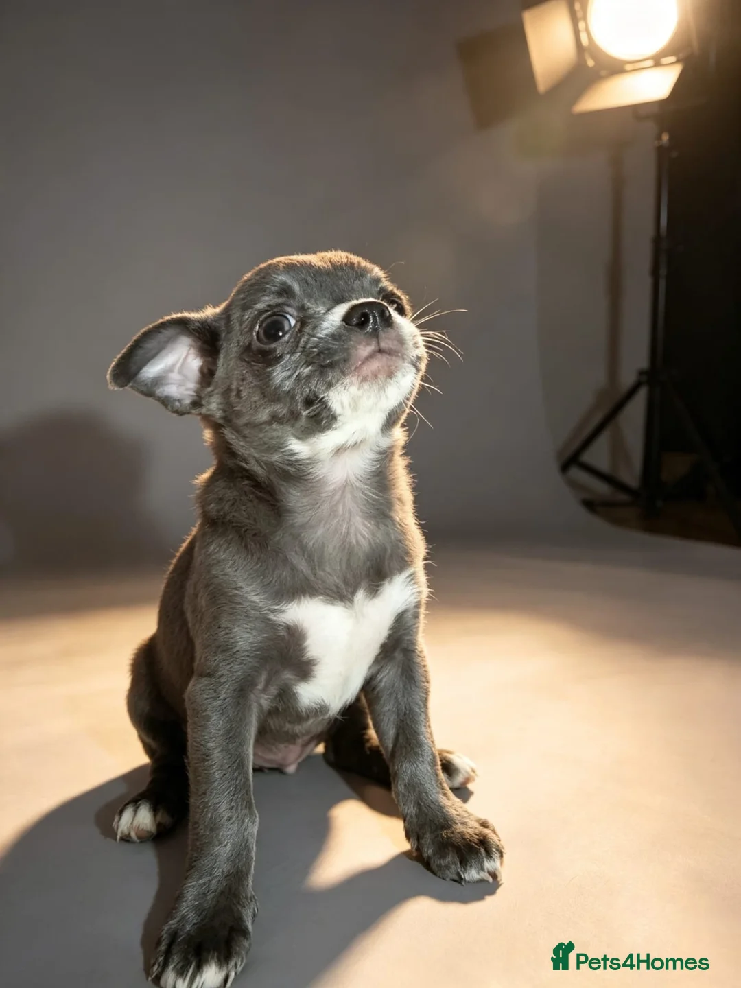 Chihuahua dogs for sale: Chihuahua puppies  - Advert 15