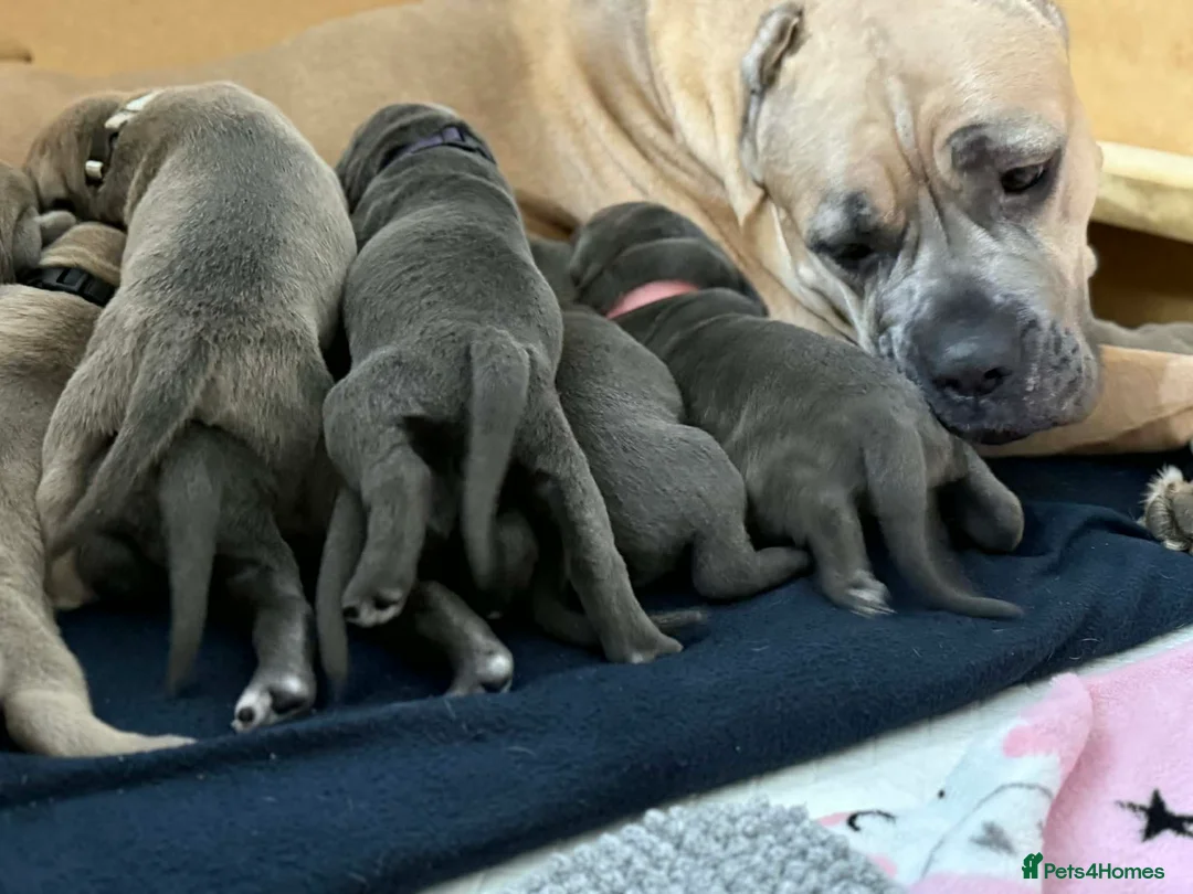 Cane Corso dogs for sale: Cane corso  - Advert 4