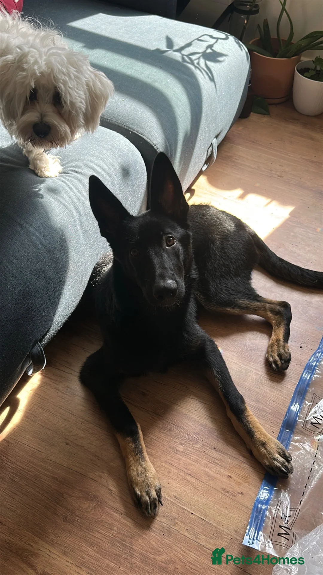 German Shepherd dogs for sale: Stunning German shepherd puppy.friendly& social - Advert 2