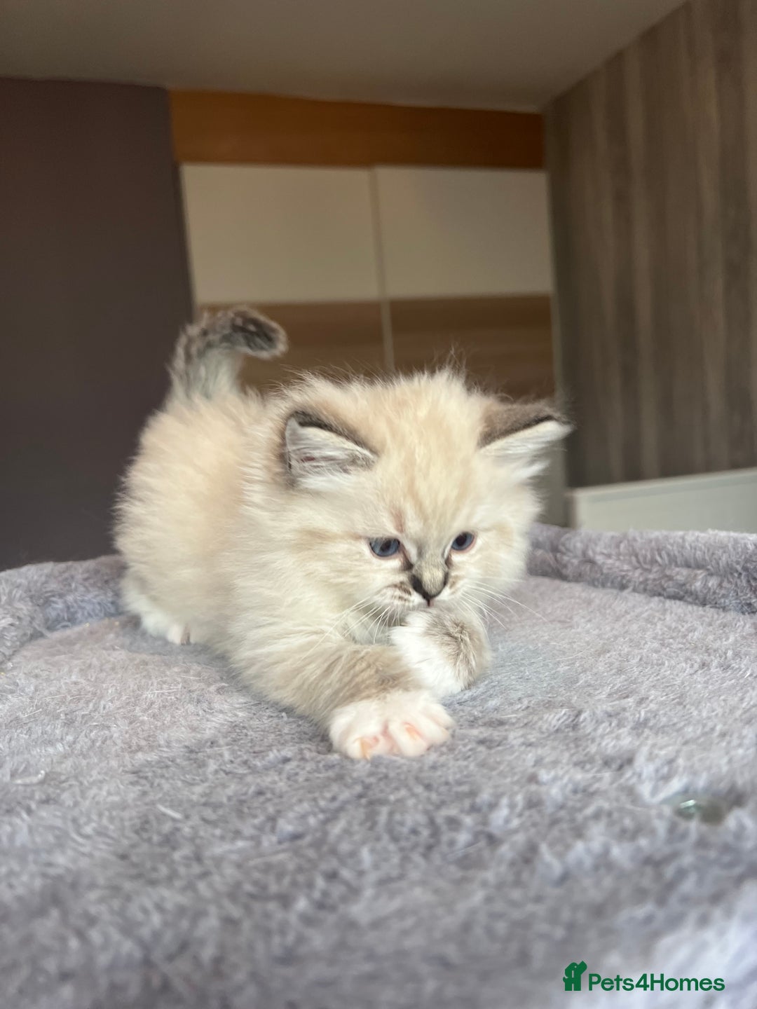 Ragdoll cats for sale: GCCF Ragdoll kittens for sale - Advert 29