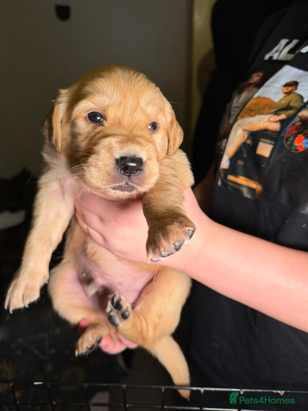 Golden Retriever dogs for sale: Beautiful KC Reg Golden Retrievers - Advert 22