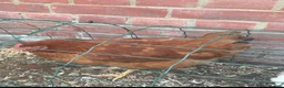 Mixed Breed poultry for sale: Laying hens mix breed  in Bicester - Advert 5