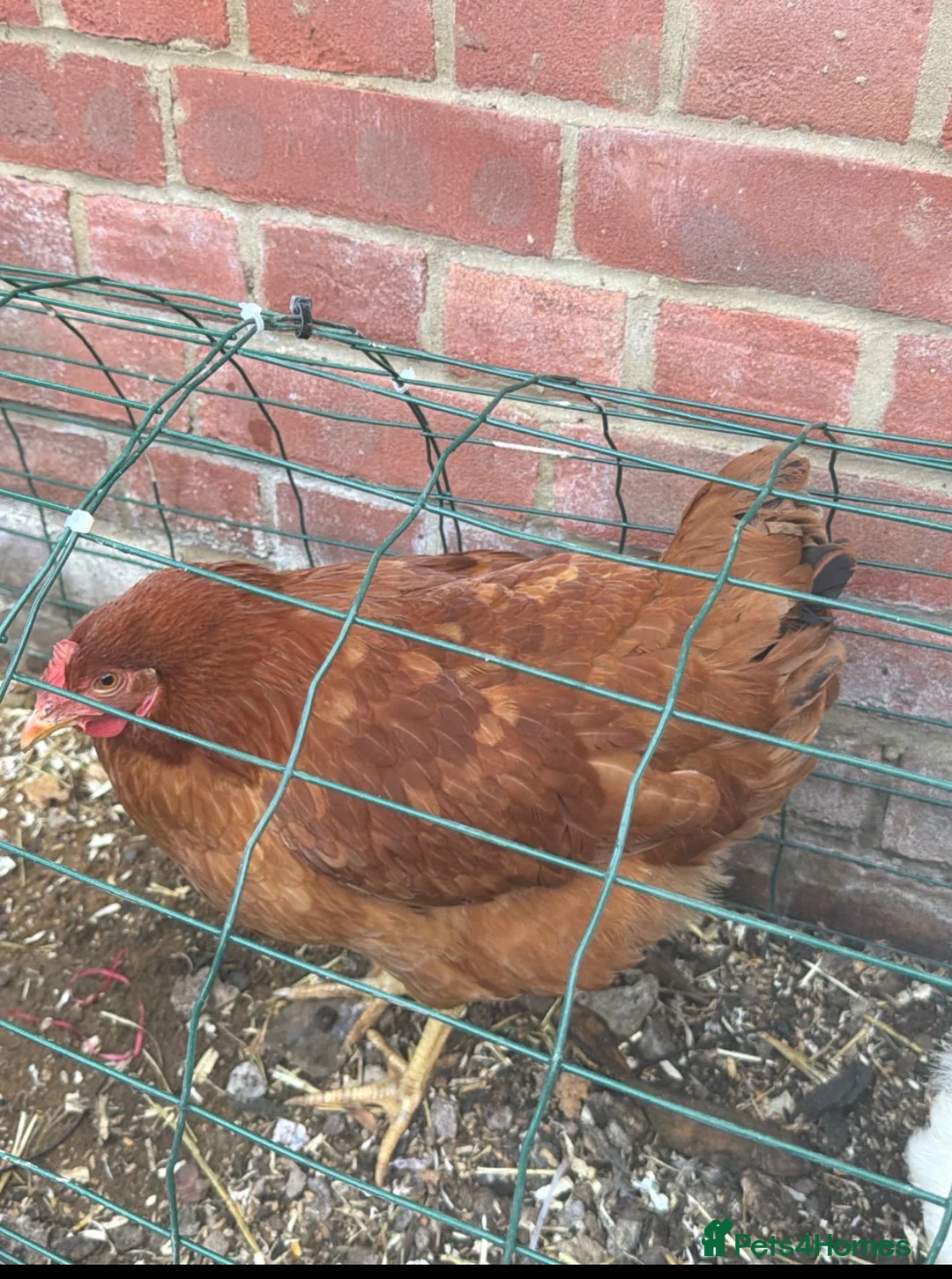 Mixed Breed poultry for sale: Laying hens mix breed  in Bicester - Advert 5