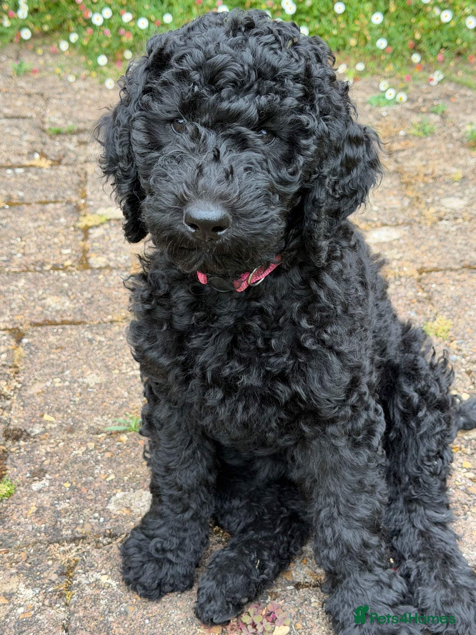 Labradoodle dogs Labradoodle Puppy - Advert 2