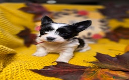 Biewer Terrier dogs for sale: Pure breed Biewer Terrier puppies 4 Generation  - Advert 9