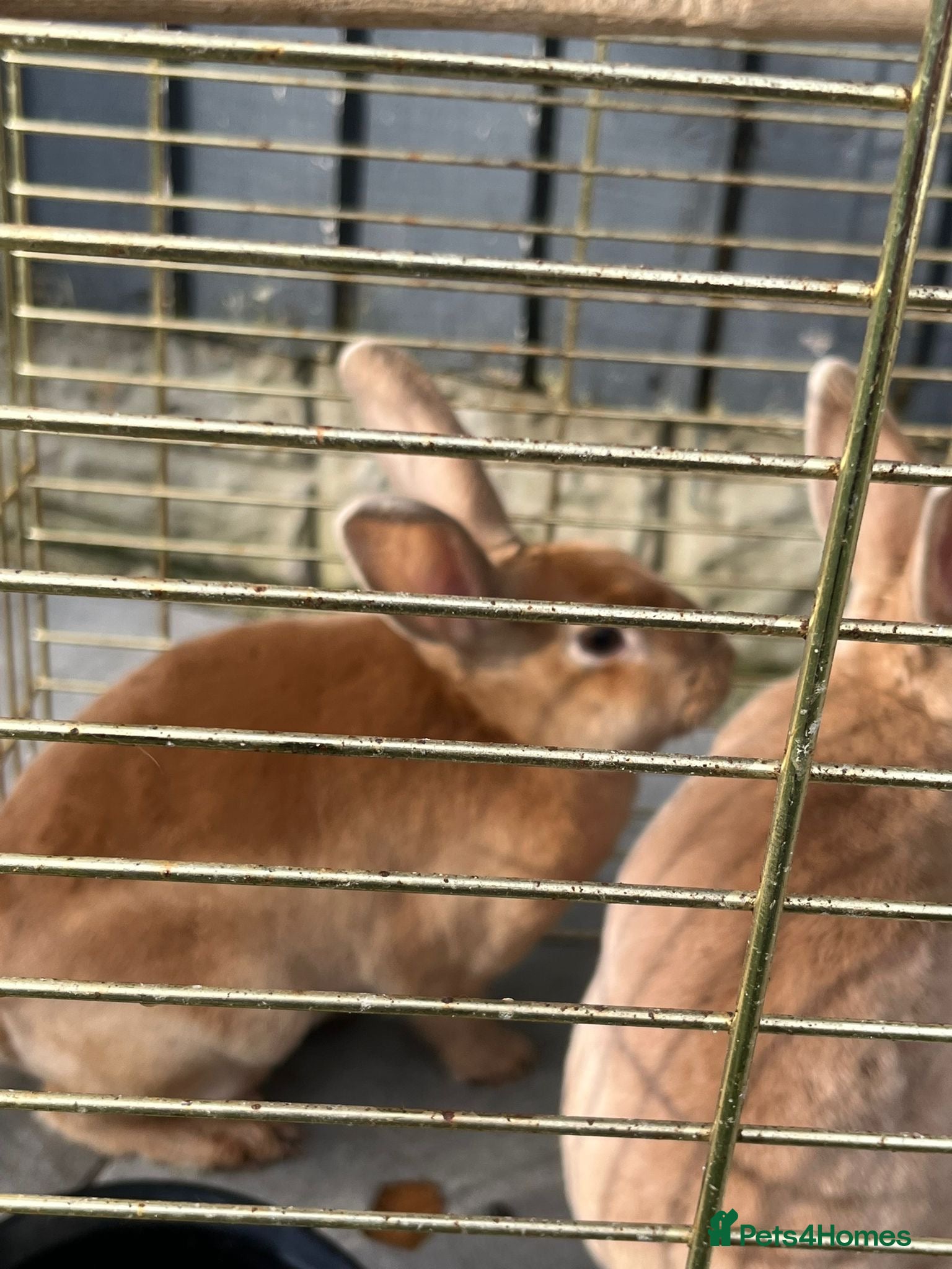 Cockatoo birds  2 beautiful rabbits free to good home  - Advert 11