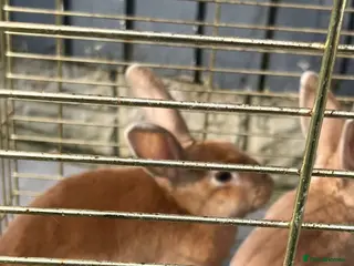 Cockatoo birds 2 beautiful rabbits free to good home - Advert 11