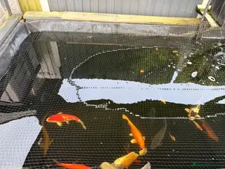 Koi Carp fish Koi for sale - Advert 1