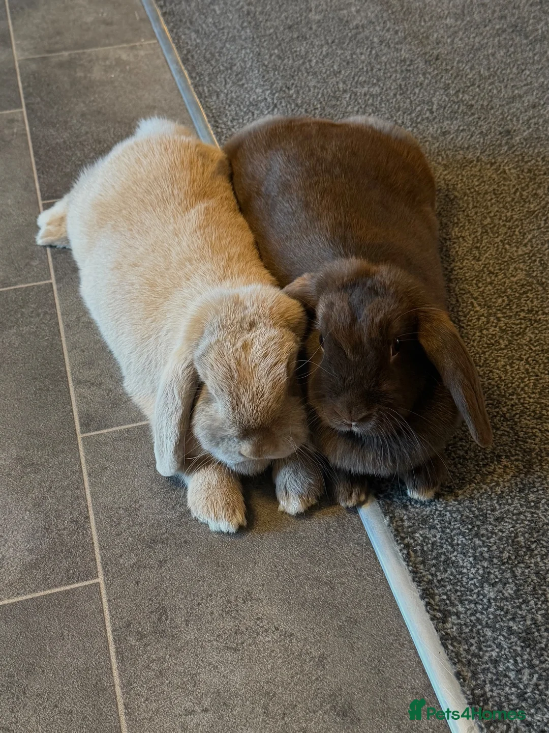 Mini Lop rabbits for sale: Miffy and Wally  - Advert 2