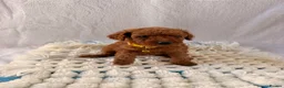 Cockapoo dogs for sale: 🐾 Beautiful Cheeky Cockapoos 🐾 - Advert 3