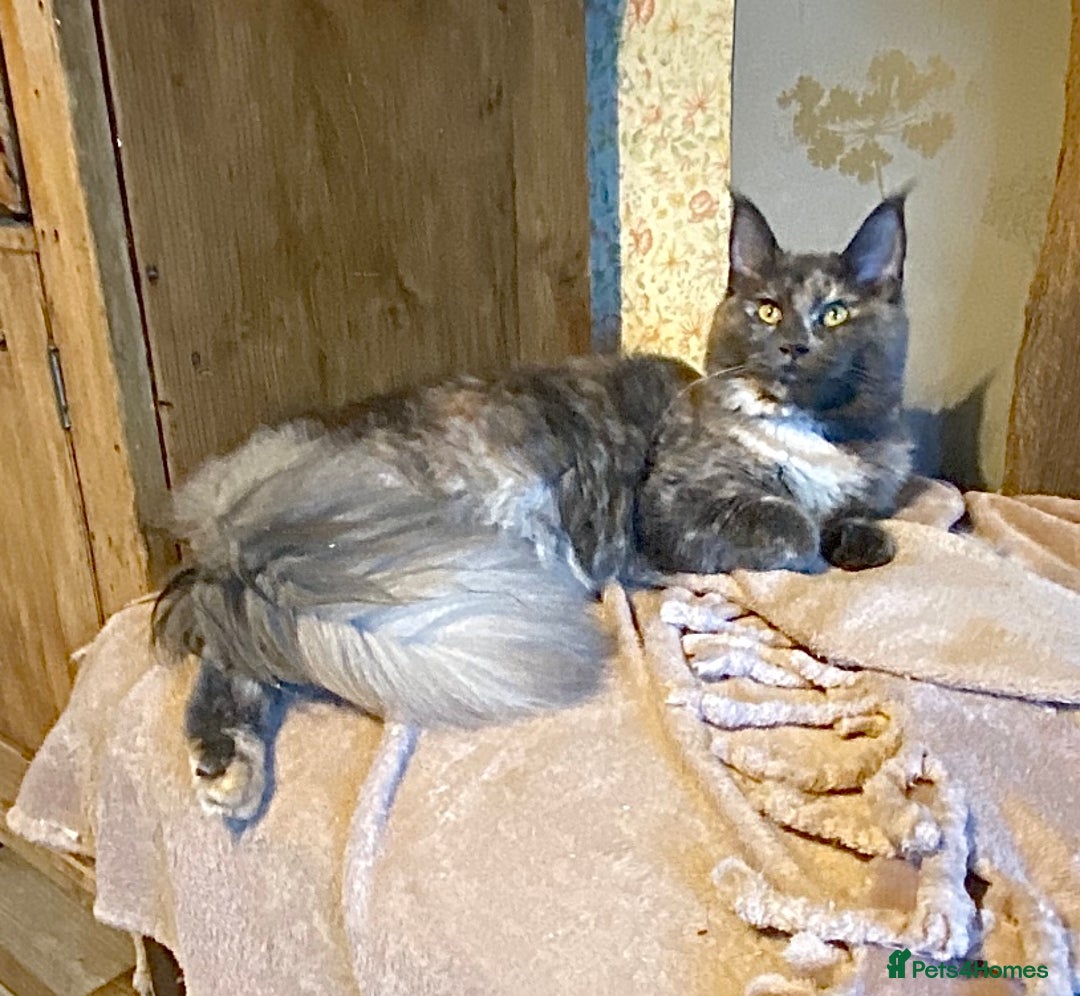 Maine Coon cats for sale: GCCF Black Smoke Female Maine Coon Kitten  - Image 9