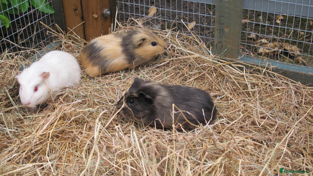 Guinea Pig rodents for sale: beautiful male guinea pigs - Image 12