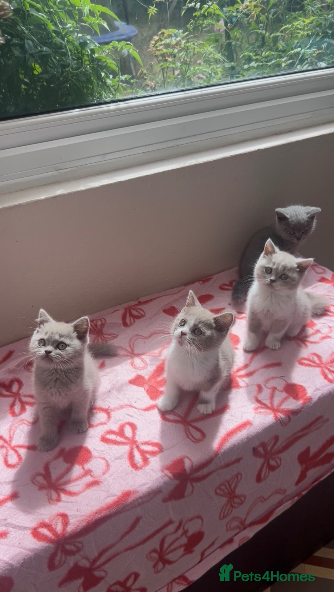 British Shorthair cats Beautiful GCCF kittens - Ready Now  - Advert 1