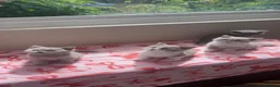 British Shorthair cats for sale: Beautiful GCCF kittens - Ready Now  - Advert 1