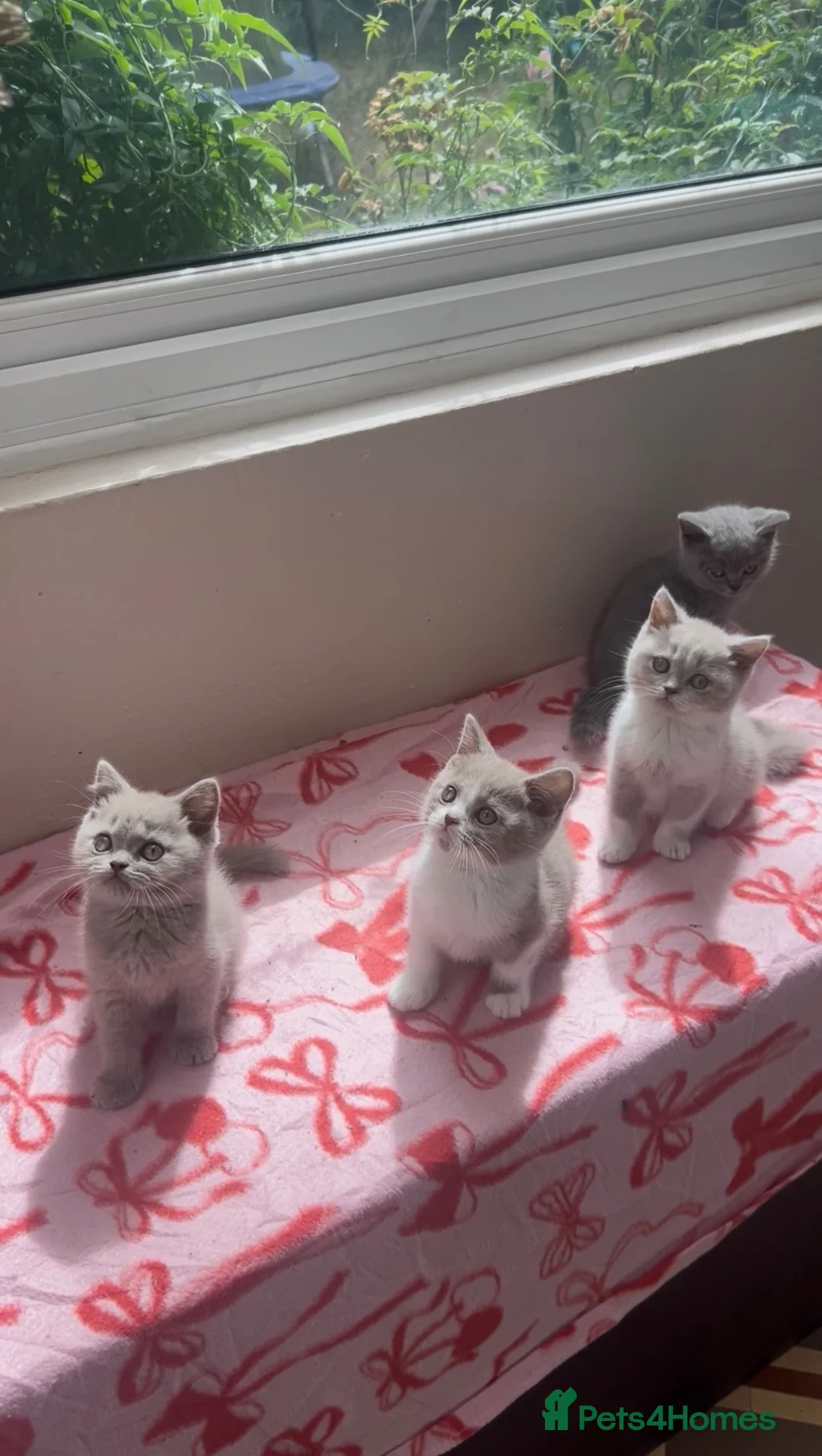 British Shorthair cats for sale: Beautiful GCCF kittens - Ready Now  - Advert 1