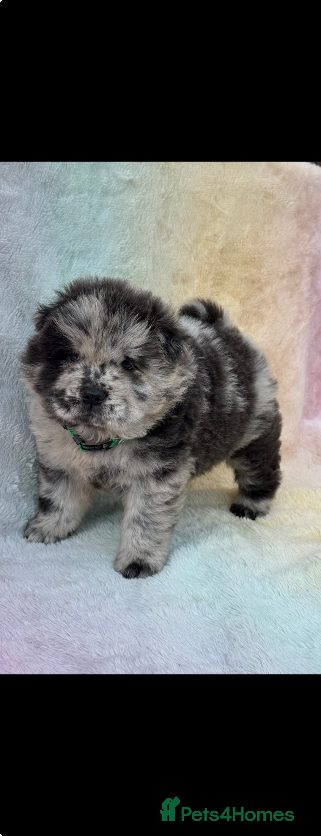 Chow Chow dogs for sale: American Blood Line Chow Chow Puppies  - Advert 19