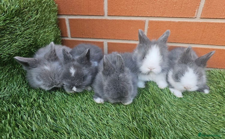 Lionhead rabbits - Advert 1