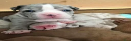 American Bully dogs for sale: Lilac Merle Pocket Bully bitches available  - Advert 9