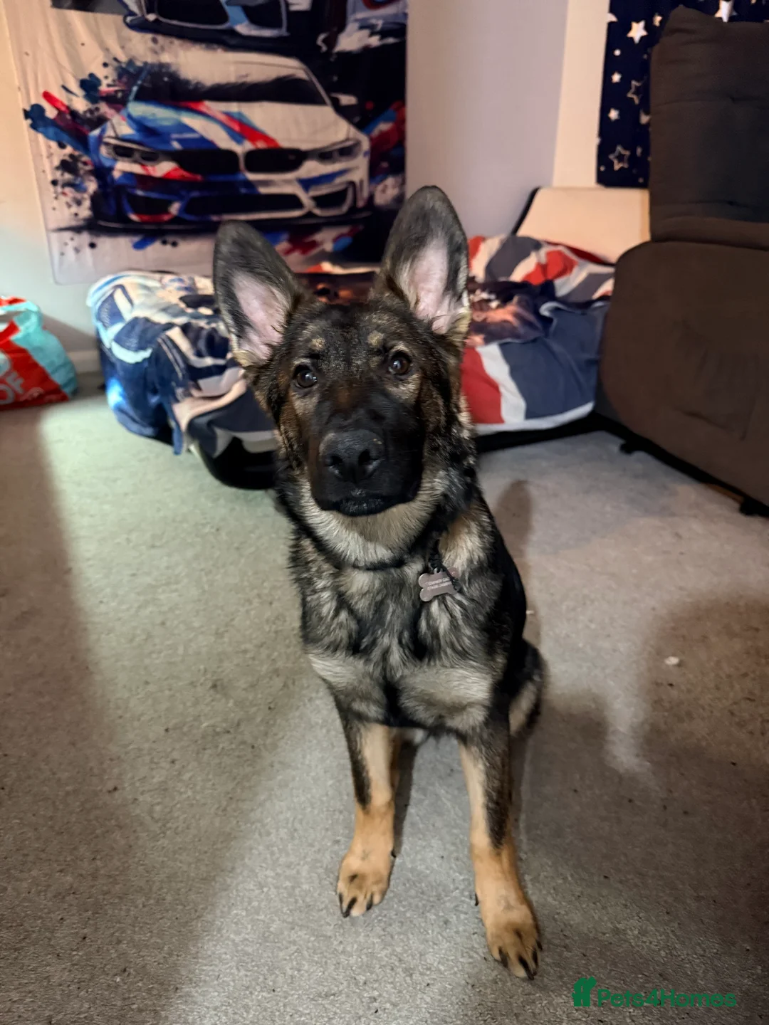 German Shepherd dogs for sale: FIRE IS 6m Old German shepherd  in Leek - Advert 3